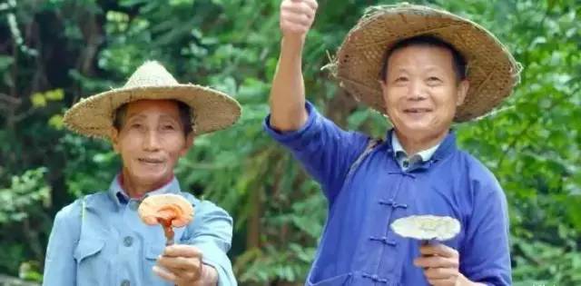 豆瓣评分8.4分，感动上亿中国观众，这部中草药版的《舌尖上的中国》，告诉你灵芝孢子粉的故事