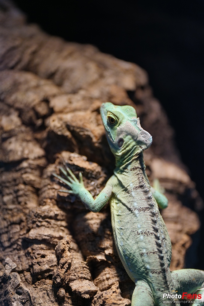 钄″徃batis18f2.8闀滃ご,zeiss35mm2.8闀滃ご