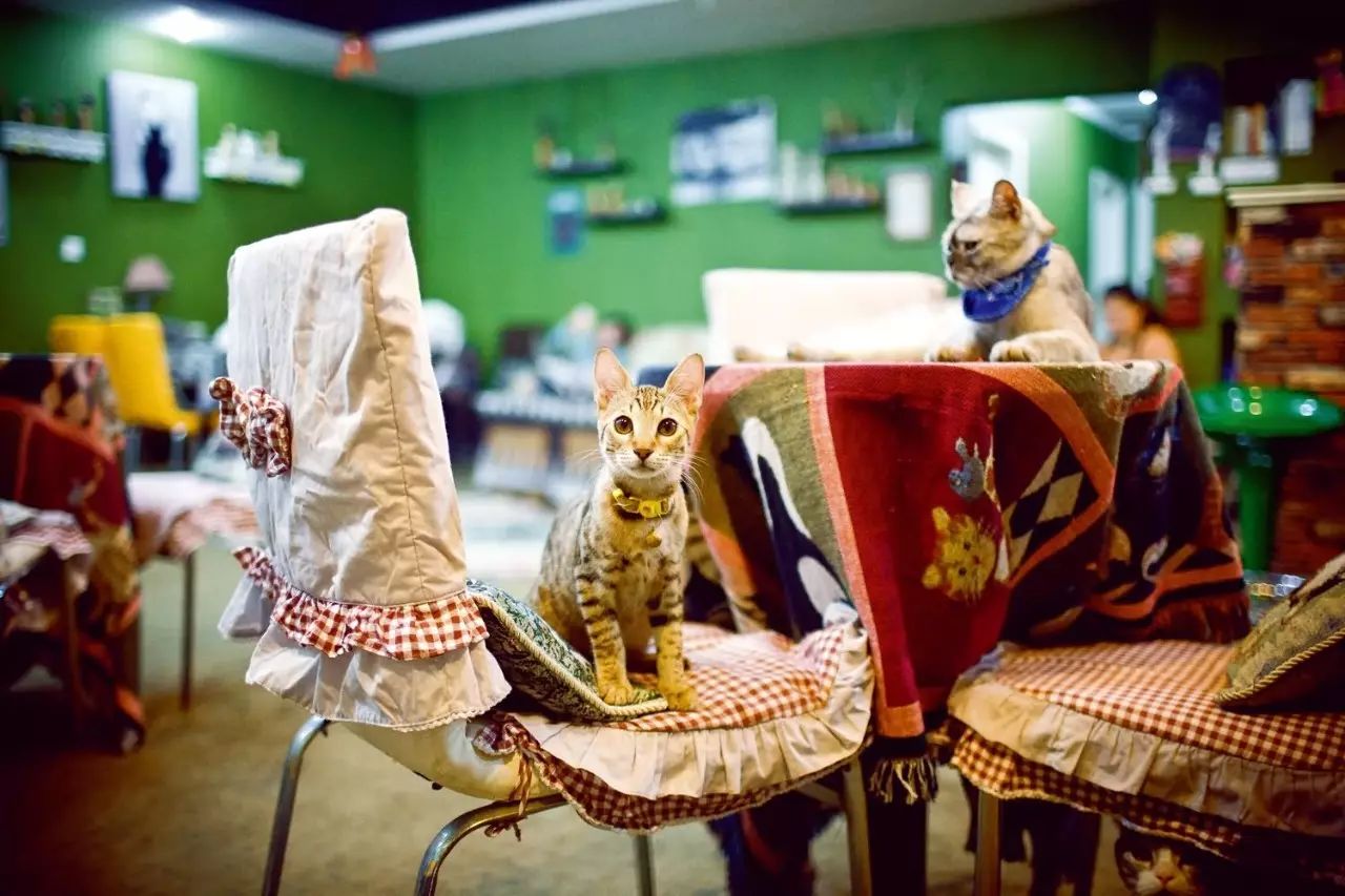 治愈系猫日常,治愈吸猫