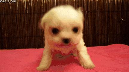 资深宠医教你三步彻底祛除耳螨,爱宠的健康状况你真的了解吗