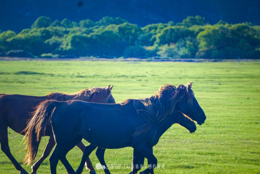 现代中国赤兔马,当代赤兔马