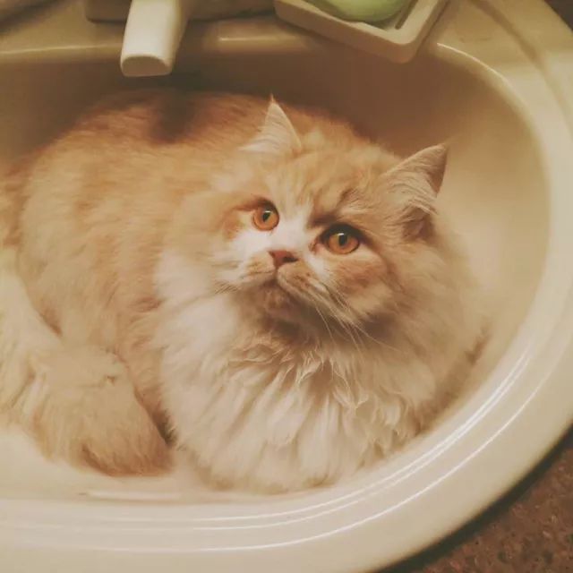 诺贝尔搞笑奖猫咪,搞笑诺贝尔奖猫咪