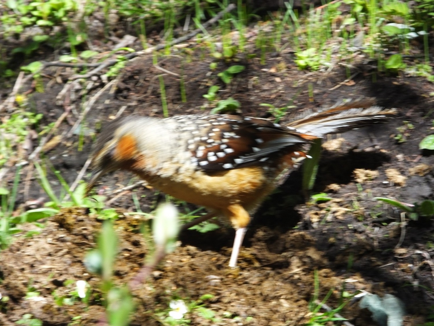 泸亚东线沿途风景,泸亚线穿越原始森林