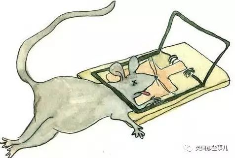 家中发现老鼠洞该怎么解决,如果你在家里发现了老鼠该怎么办