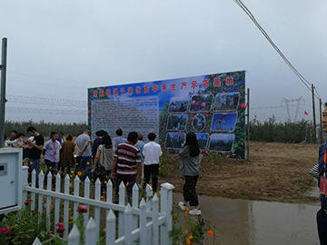 丰县苹果文化节,丰县文化节