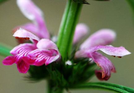 益母草颗粒在药店一般多少钱,益母草颗粒为什么价格差别大