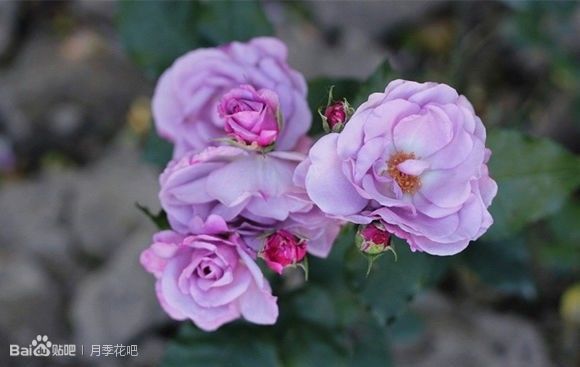 蓝紫色的爬藤月季有哪些品种,天狼蓝紫色月季哪款最优秀