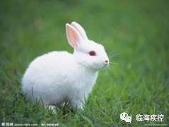 狂犬病相关知识世界狂犬病日,致死率100%的狂犬病你该怎么预防