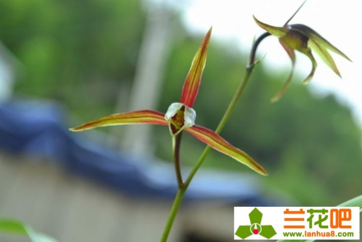 兰花叶尖枯焦是何致因，该如何防止