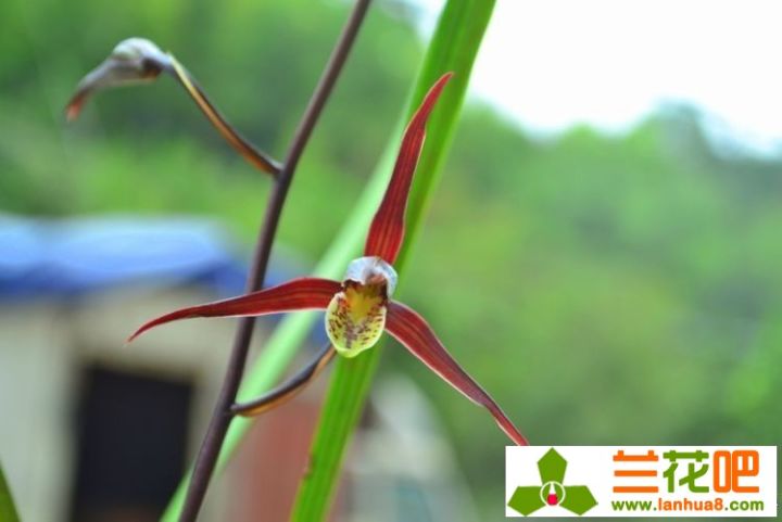兰花叶尖枯焦是何致因，该如何防止