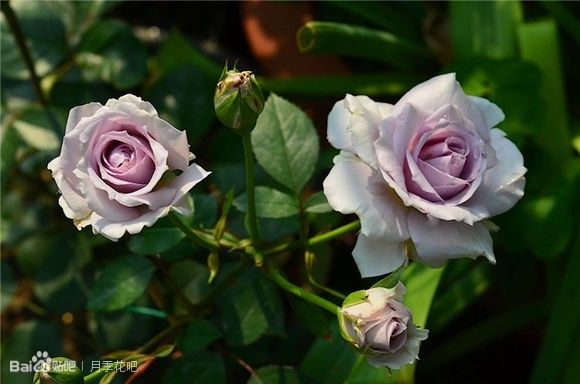 蓝紫色月季无刺品种有哪些,枝条细弱蓝紫色月季品种