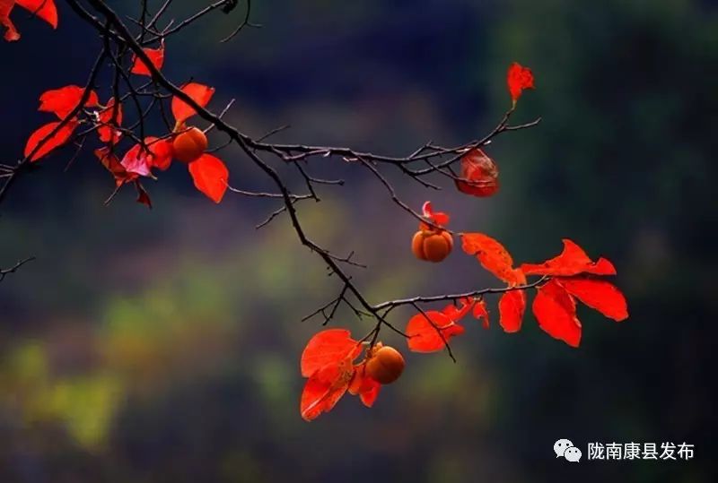 康县美丽的秋天,新县醉美秋景