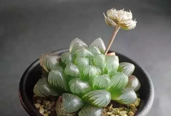 玩花剑的正确方法,花剑教程大全