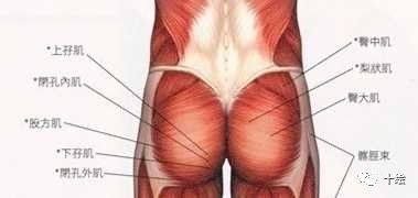 如何画好女性臀部和腿部,要想臀部练得好