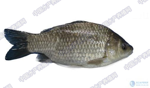 畜牧养殖动物常见疾病及控制措施,水产养殖中应激的危害及应对措施