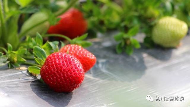 一年四季每个月吃的水果,10到11月吃哪些水果