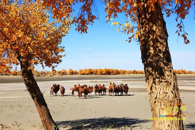 额济纳胡杨林10月份旅游攻略,额济纳旗旅游住宿