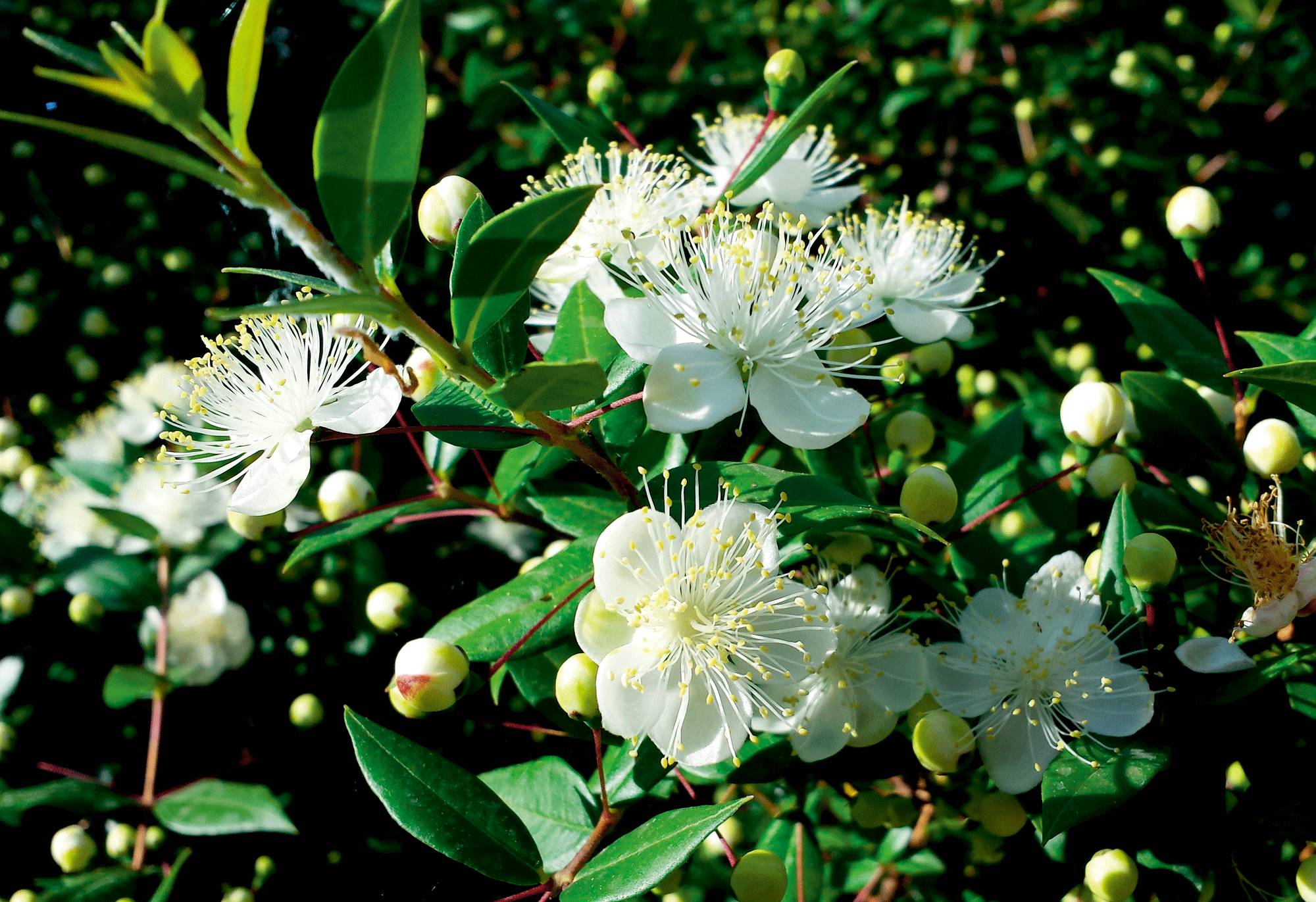 颜究所｜拥有“芳香之岛”美誉的科西嘉绽放着对肌肤有治愈功效的珍贵植物