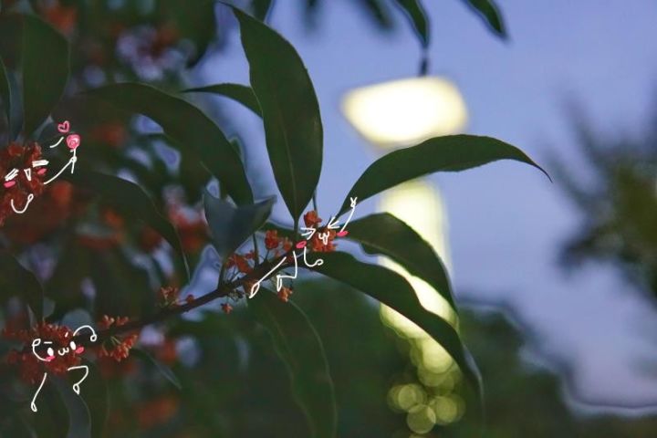 秋意浓，桂枝香（内附超萌桂花表情包,*/\*）