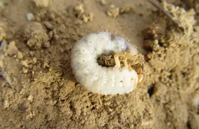 我是害虫！很多人却不认识我！