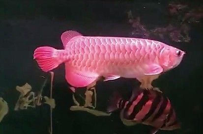 龙鱼死亡现象判断死亡原因,龙鱼全部死了有什么征兆