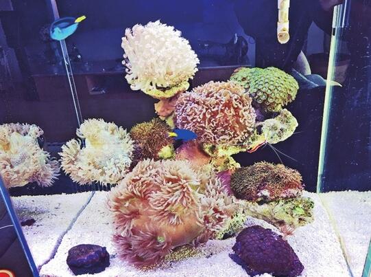 海水缸走俏昆明最低需要上万元