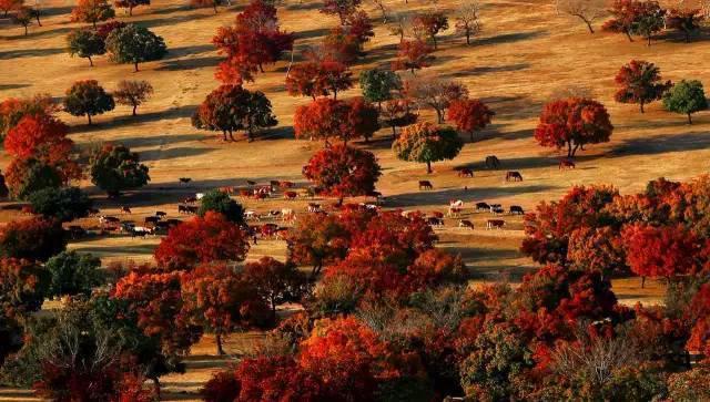 各国情侣之间昵称,各个国家的恋人昵称