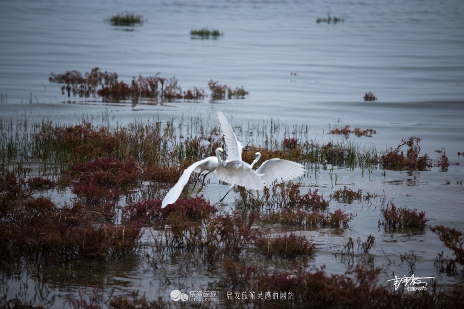 湿地观鸟自然体验,观鸟是一种宁静的心境