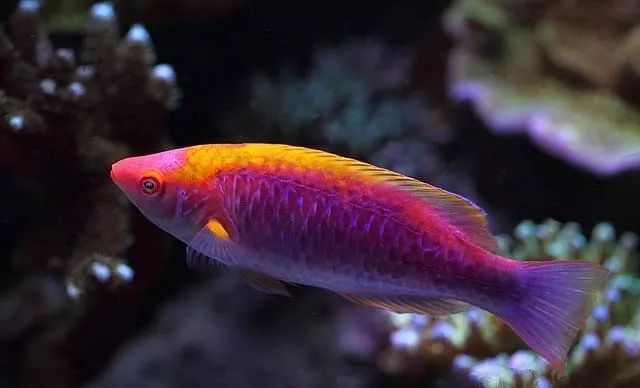 水管工人的美缸，美出新高度！