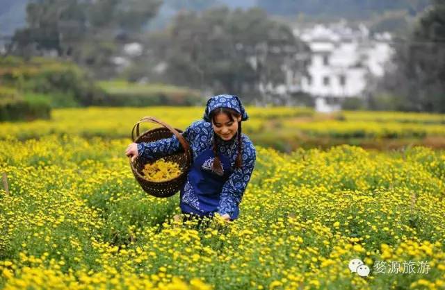 第二届婺源皇菊文化节,婺源茶文化系列活动
