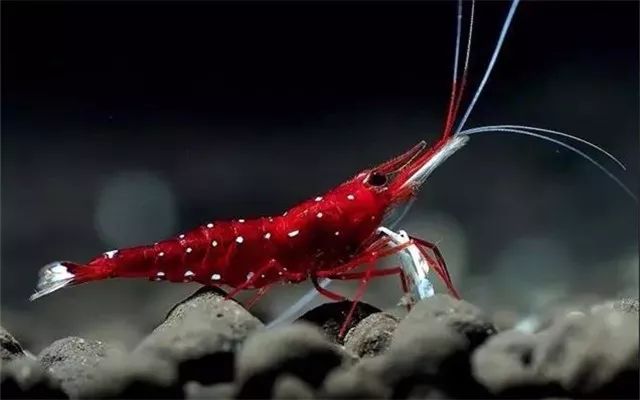 苏虾饲养注意事项,苏虾的养殖方法和注意事项