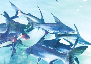 盘点外来入侵物种动物,入侵物种调查