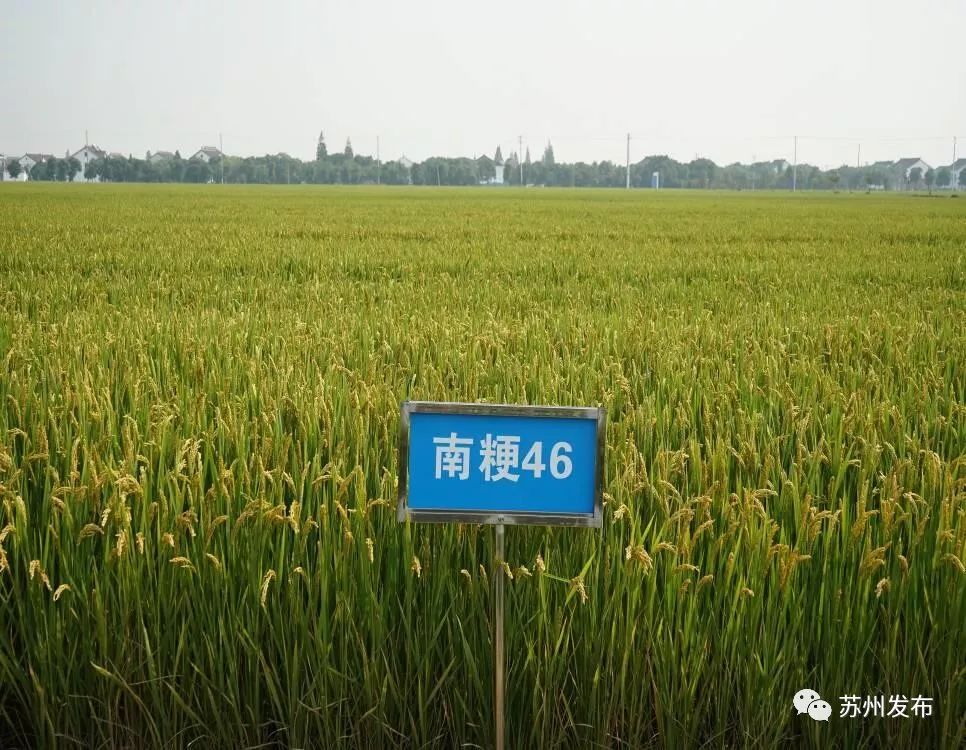 苏州最好吃的新米,苏州新米