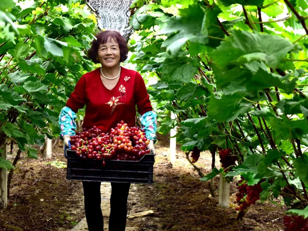 十月采摘水果,红提采摘节