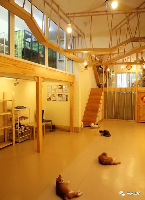 2017温暖继续！感谢CATS慈善基金连续五年为流浪猫提供温暖冬屋！