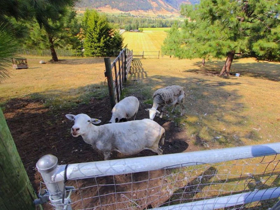 豆瓣日记完整版,豆瓣日记茉莉