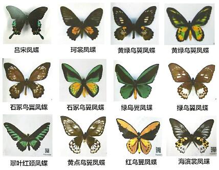 最大宗*私走**濒危蝴蝶制品案在济宣判三名“发烧友”获刑