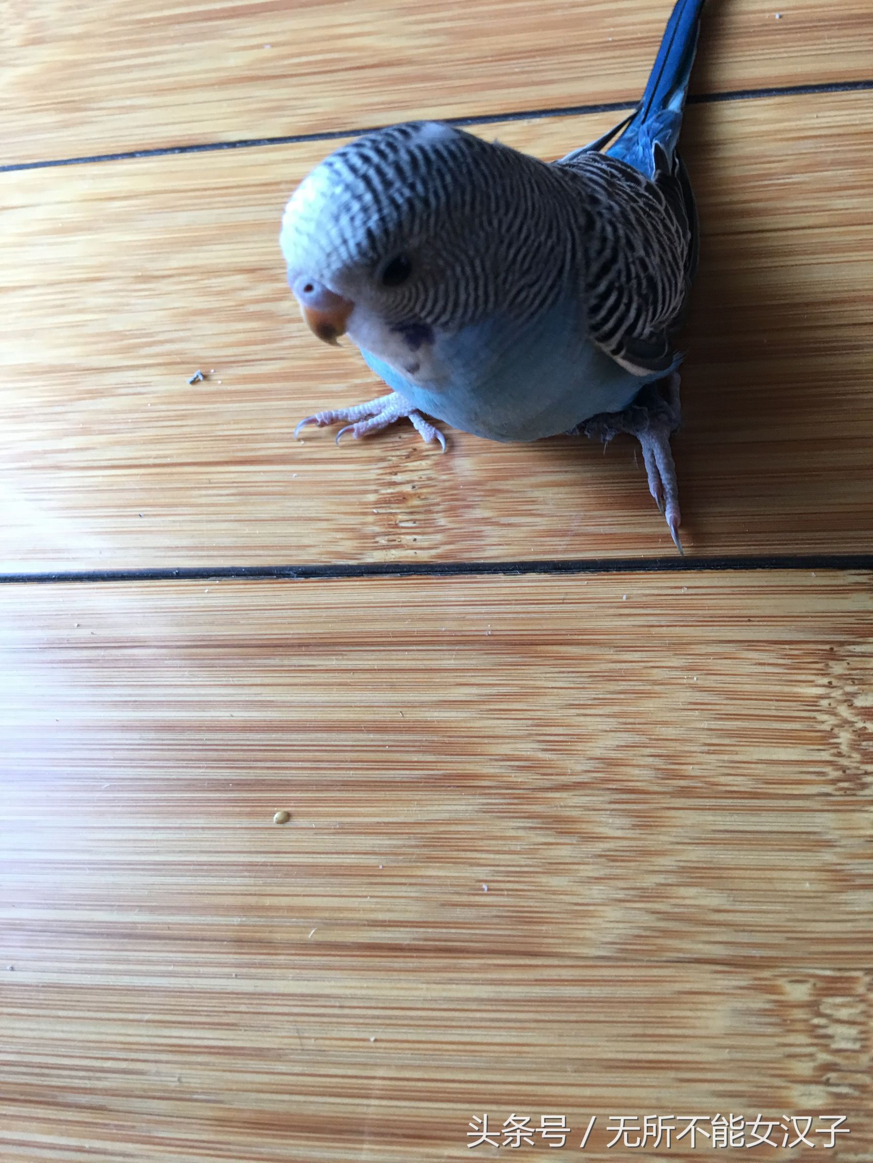 虎皮八字脚矫正几天,八字腿矫正后的鹦鹉