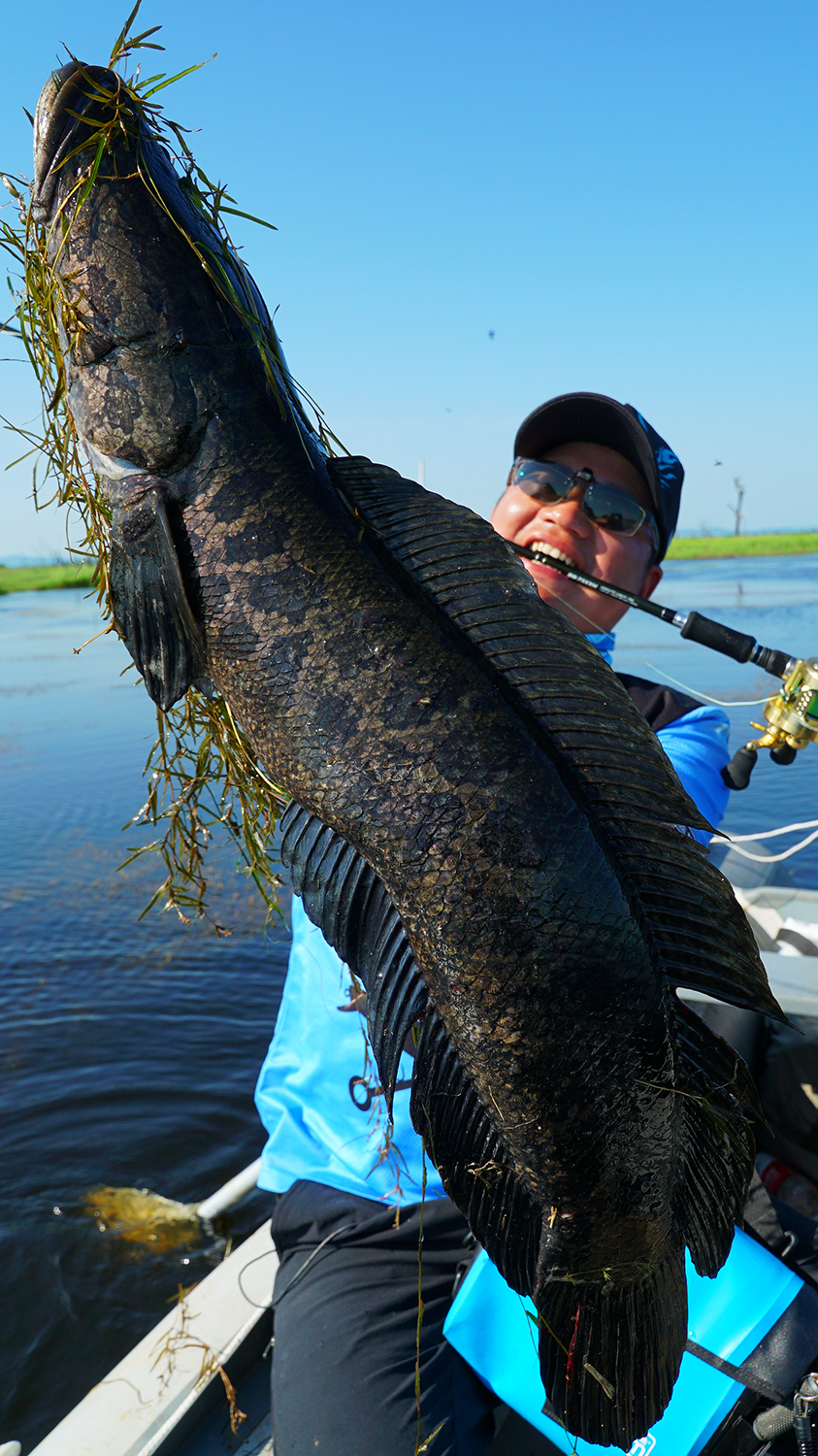 不一样的钓鱼,不一样的食肉鱼