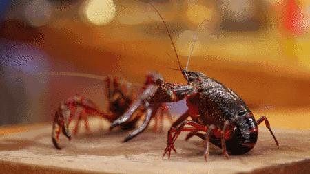 怎样做小龙虾才好吃又简单全过程,在家里怎么做大龙虾最简单又好吃