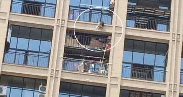 阿拉斯加犬阳台死亡,阿拉斯加犬中暑合肥后续