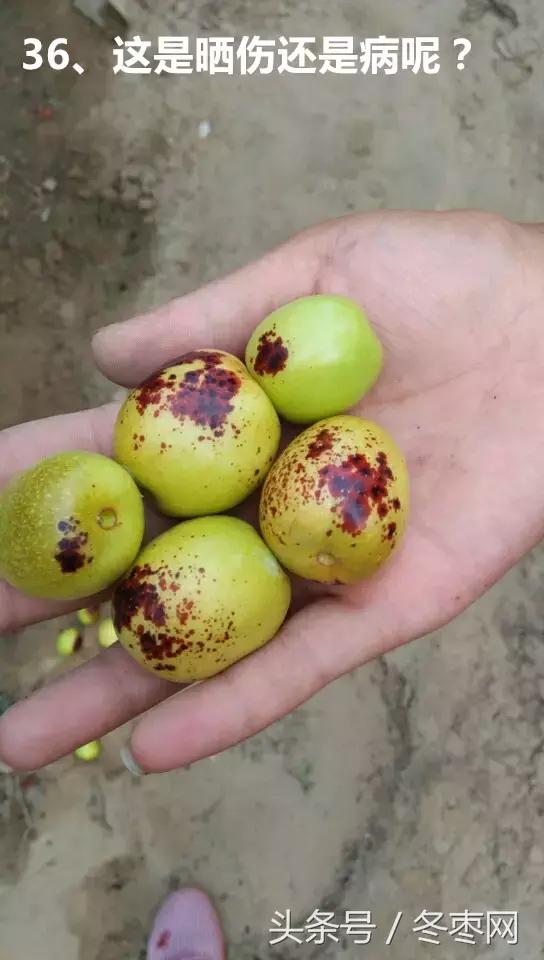 冬枣管理问题解答299期,冬枣管理问题及解析