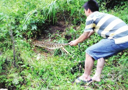 夏季农村如何捕蛇,夏天农村抓蛇视频