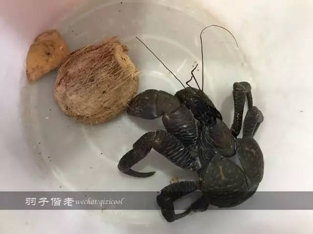 帕劳旅行真实感受,三次帕劳是一种什么体验