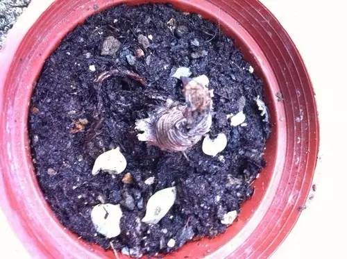 移栽的薄荷叶子蔫了怎么救活,种植的薄荷叶子枯萎怎么办