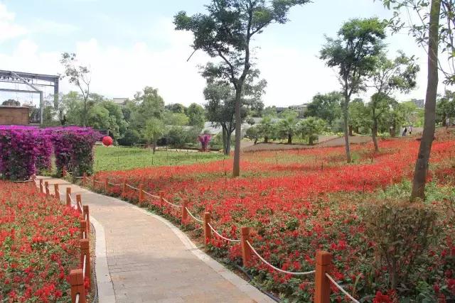 云南花海之行,云南花海基地旅游攻略