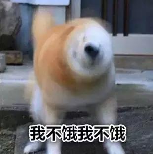 狗狗胖了和猫胖了的区别,怎么判断狗狗肥不肥