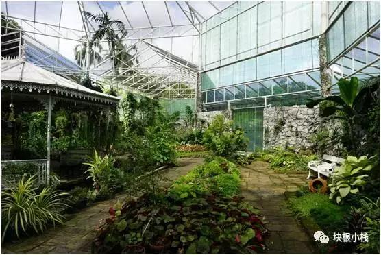 泰国多肉展会,仙人掌与多肉植物新品集粹