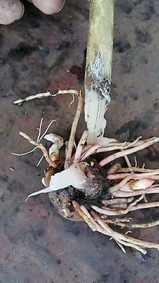 魔芋的茎杆是什么样子的,魔芋根能不能生吃