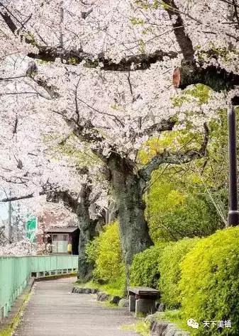 身边有很多人去日本旅游,去日本旅行的好地方